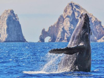 WHALE_WATCHING_ARCH_1__ba193bab-c064-4c19-b0f9-df2b4b03488b